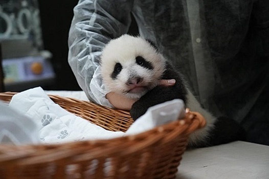 Московский зоопарк завёл детёнышу панды страницу в VK