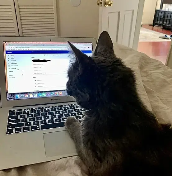 Работа за компьютером идеально подходит для любого кота. Во-первых, ее можно выполнять лежа, а во-вторых — это устройство всегда теплое.