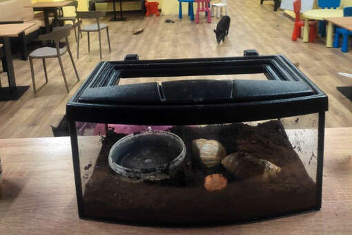 Россельхознадзор выявил нарушения в работе минипиг-кафе в Ярославле