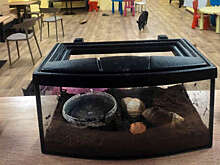 Россельхознадзор выявил нарушения в работе минипиг-кафе в Ярославле