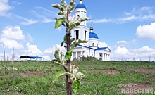 Под Курском украли яблони, посаженные возле храма детьми