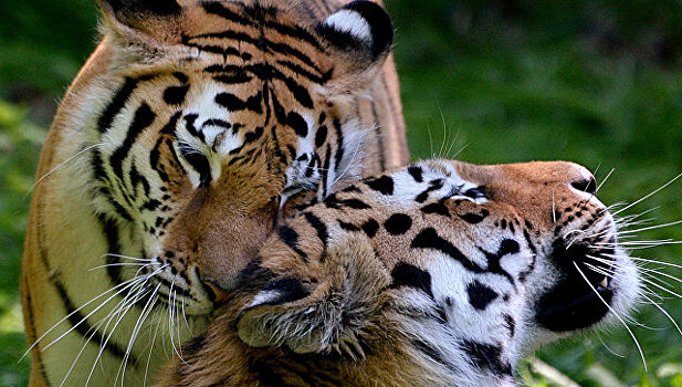 Во Всемирном фонде дикой природы спрогнозировали рост популяции тигров