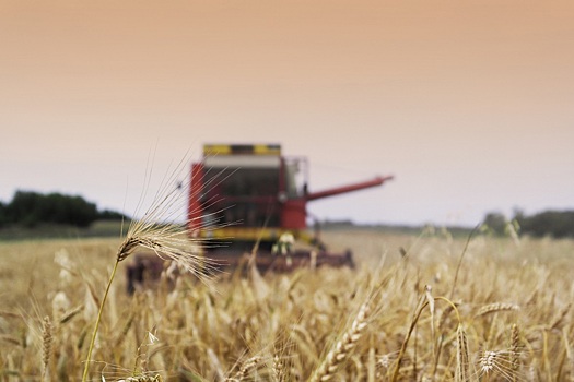 Китай не увеличивает импорт российской пшеницы &ndash; Bloomberg