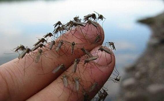 Комаров научат испытывать отвращение к людям