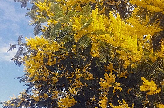 Поставки мимозы из Абхазии в Сочи выросли в два раза