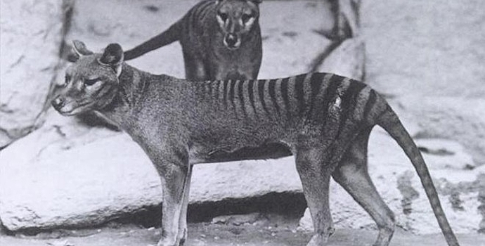 Исчезнувшего тасманийского волка заметили в Австралии