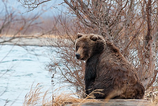Медведь перевернул грузовик на трассе Хабаровск – Владивосток