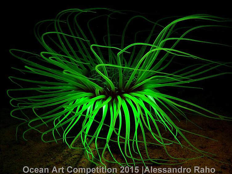 Фотография светящегося цериантуса, или трубчатого анемона, сделанная у берегов Ноли, Италия