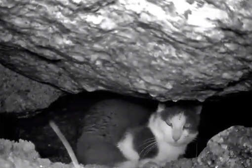 В Санкт-Петербурге спасли замурованного в набережной кота