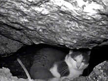 В Санкт-Петербурге спасли замурованного в набережной кота