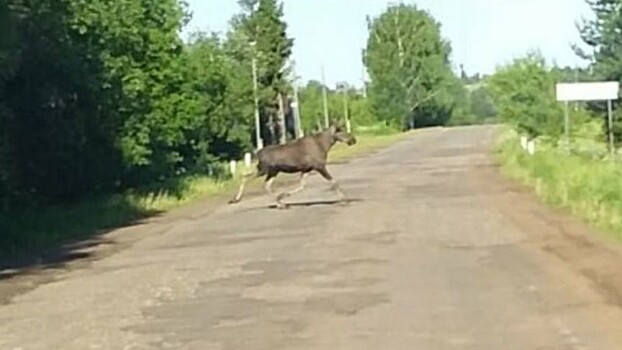 Третье ДТП с участием лося за сутки. В аварии пострадали три человека