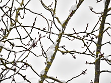 Ожидается гололед: как погода в Ростове 8 января повлияет на следующий день