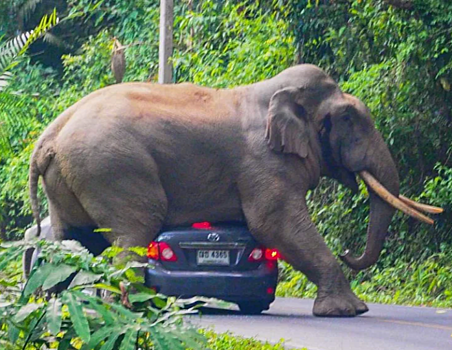 Экстремальный отдых: в Таиланде 7-тонный слон прилег отдохнуть на авто с туристами