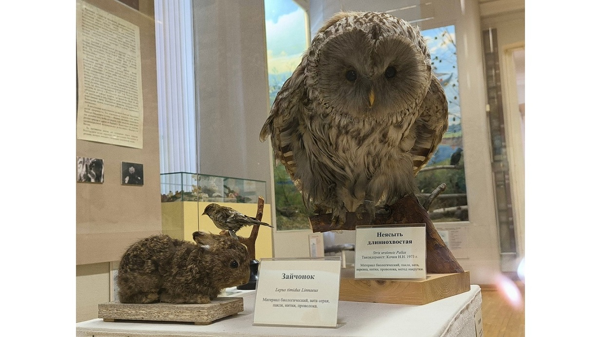 О работе таксидермиста Николая Кочина и его диорамах расскажут вологжанам на выставке (6+)
