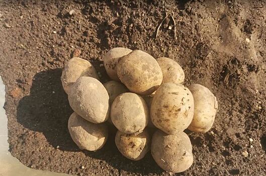 Великобритании угрожает дефицит картофеля