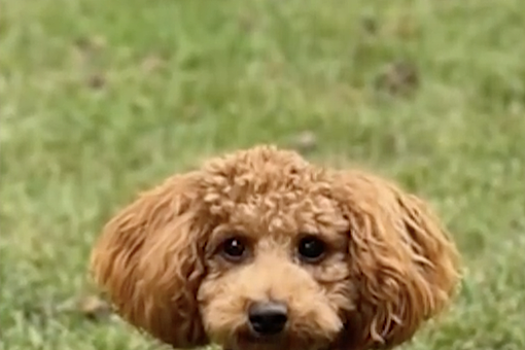 Миниатюрный голдендудль разбудил лаем домочадцев во время пожара в США