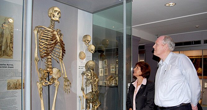 Скелет гиганта из лондонского музея похоронят спустя 200 лет
