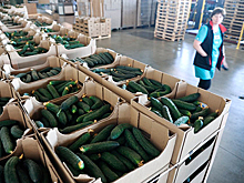 Минсельхоз прорабатывает компенсации энергозатрат на реализованную продукцию теплиц