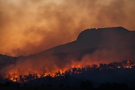 Может ли лесной пожар привести к массовому вымиранию