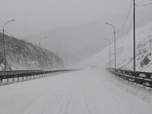 Косуля погибла под колесами автобуса в Приморье