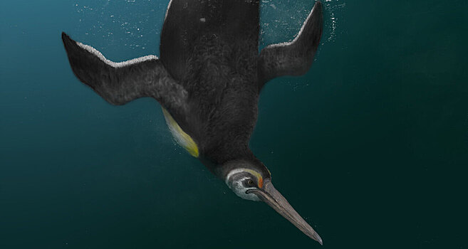 Найден предок современных пингвинов
