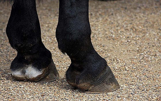 В Каринтии малолетнего ребенка лягнула лошадь — пострадавший госпитализирован