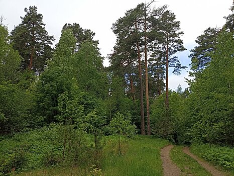 Парк дубровицкий лес фото