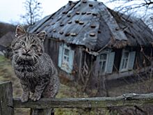 Закон о национализации брошенного жилья приняли в ЛНР