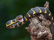 Змеи и ящерицы помогут найти способ лечения камней в почках и подагры у людей