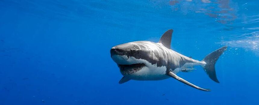 В Дубае акула приплыла на пляж и напугала купающихся