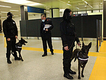 Собаки заступят на борьбу с COVID теперь и в римском аэропорту