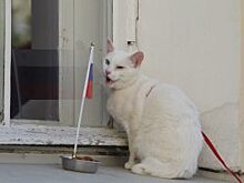 Судьбу матча Россия - Саудовская Аравия на ЧМ-2018 поручат эрмитажному коту-оракулу Ахиллу