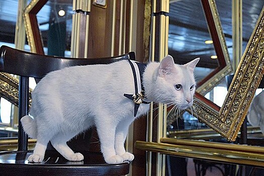 Эрмитажный кот Ахилл станет оракулом на чемпионате Европы по футболу