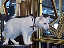 Эрмитажный кот Ахилл станет оракулом на чемпионате Европы по футболу