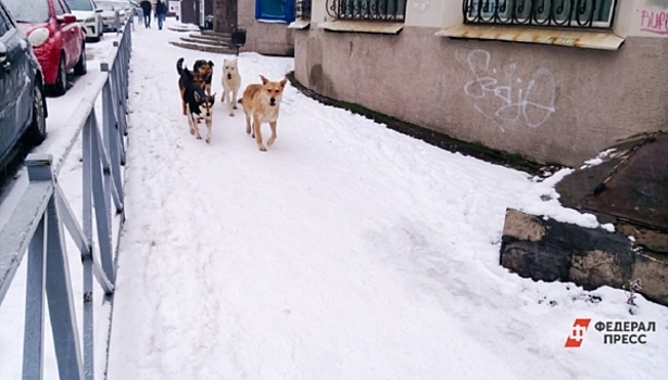 В Усть-Катаве десять горожан пострадали от нападения бездомных псов