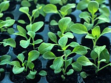 В чем ошибка? Поговорим о проблемах выращивания рассады в квартире и способах их решения