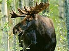 Лоси стали участниками трех ДТП на тюменских дорогах