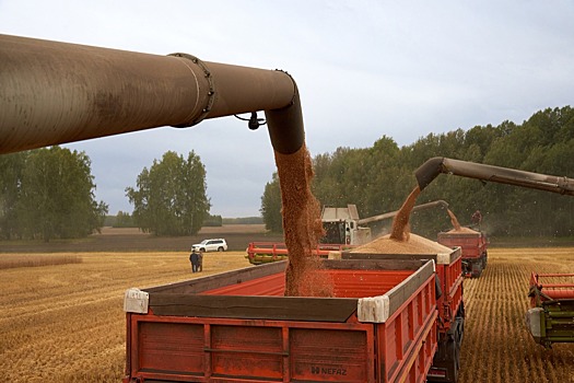 «Фермеры не могут покупать топливо по такой цене» – эксперт рассказал о проблемах с уборочной в Новосибирской области