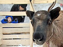 Из Алтая в Приморье переехали 60 благородных оленей