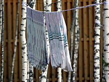 В Москве концентрация пыльцы березы в тысячу раз превысила норму