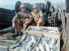 В России вновь вырастут цены на рыбу