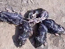 Россиянин обнаружил и спас редчайшего «мышиного короля»