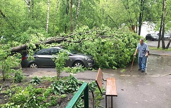 В Москве от падения деревьев во время урагана пострадали люди