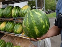 Эксперты Роскачества не нашли спелых арбузов