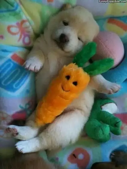 Этот малыш, например, не может спать без своей счастливой морковки.