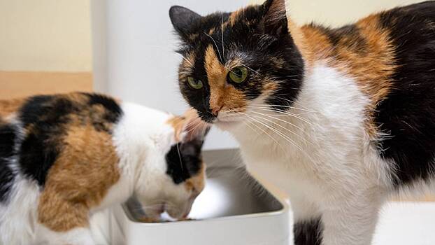 Эксперт Дащенко рассказал, что хакеры могут взламывать умные кормушки для животных