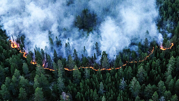 Выросла площадь лесных пожаров в Красноярском крае