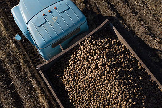 Минсельхоз подготовит федеральный проект по производству картофеля и овощей