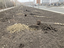 Челябинские власти заявили об отсутствии «чудовищных нарушений» при озеленении Академика Макеева