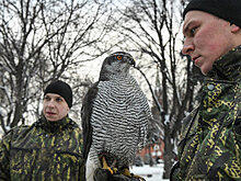 Кремлевские ястребы и филин имеют датчики телеметрии, рассказал орнитолог